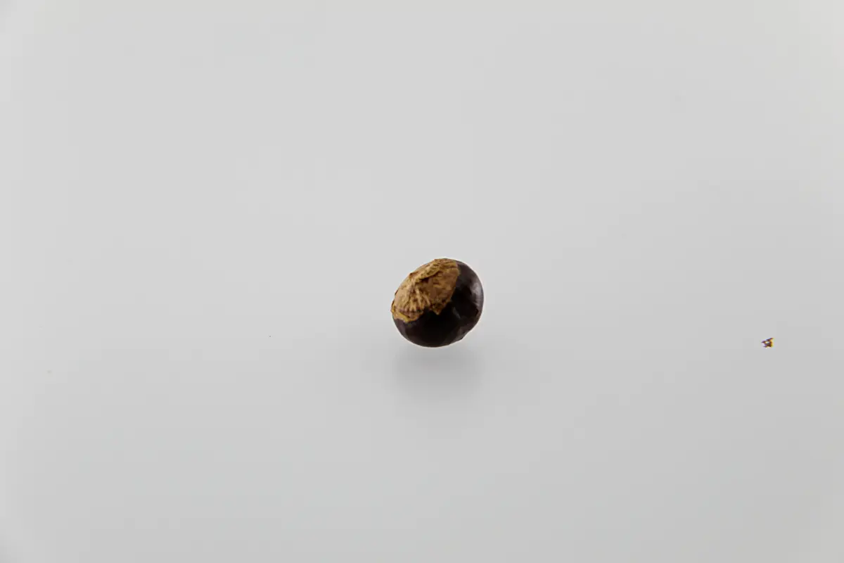 Sementes de guaraná