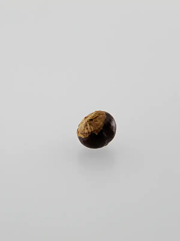 Sementes de guaraná